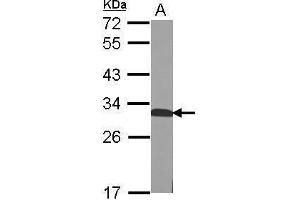 WB Image Sample (50 ug of whole cell lysate) A: mouse Liver 12% SDS PAGE antibody diluted at 1:1000 (QDPR Antikörper)