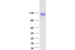Western Blotting (WB) image for Leukocyte Immunoglobulin-Like Receptor, Subfamily B (With TM and ITIM Domains), Member 1 (LILRB1) (Transcript Variant 1) protein (Myc-DYKDDDDK Tag) (ABIN2713798)