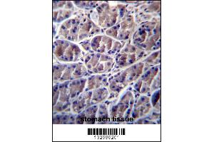 CAPN8 Antibody immunohistochemistry analysis in formalin fixed and paraffin embedded human stomach tissue followed by peroxidase conjugation of the secondary antibody and DAB staining. (Calpain 8 Antikörper  (AA 290-318))