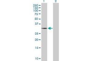 Western Blot analysis of THG1L expression in transfected 293T cell line by THG1L MaxPab polyclonal antibody. (THG1L Antikörper  (AA 1-298))