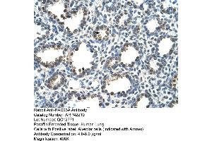 Rabbit Anti-RAD23A Antibody  Paraffin Embedded Tissue: Human Lung Cellular Data: Alveolar cells Antibody Concentration: 4. (RAD23A Antikörper  (N-Term))