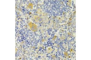 Immunohistochemistry of paraffin-embedded rat spleen using DPP3 Antibody. (DPP3 Antikörper  (AA 1-280))