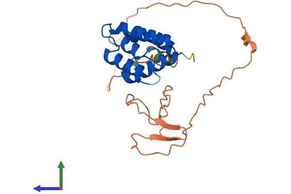 C9orf89 Protein (AA 1-228) (His tag)