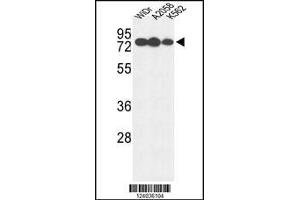 Western blot analysis of GUSB Antibody in WiDr, A2058, K562 cell line lysates (35ug/lane)