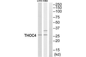 Western blot analysis of extracts from LOVO cells and K562 cells, using THOC4 antibody. (THO Complex 4 Antikörper  (Internal Region))