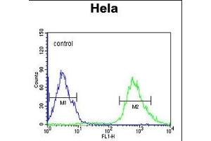 IPO9 Antibody (N-term) (ABIN651754 and ABIN2840388) flow cytometric analysis of Hela cells (right histogram) compared to a negative control cell (left histogram). (Importin 9 Antikörper  (N-Term))