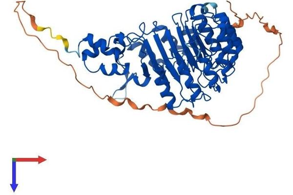 FBXL16 Protein (AA 1-479) (His tag)