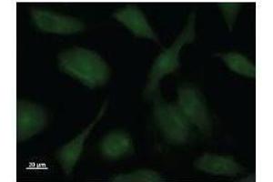 Immunostaining analysis in HeLa cells. (PPP1R13L Antikörper)