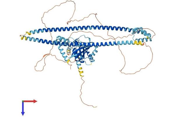 RASEF Protein (AA 1-740) (His tag)