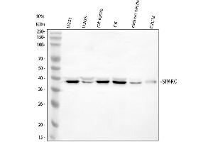 anti-Secreted Protein, Acidic, Cysteine-Rich (Osteonectin) (SPARC) (AA 284-303), (C-Term) antibody