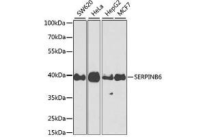 Western blot analysis of extracts of various cell lines, using SERPINB6 antibody. (SERPINB6 Antikörper  (AA 180-300))