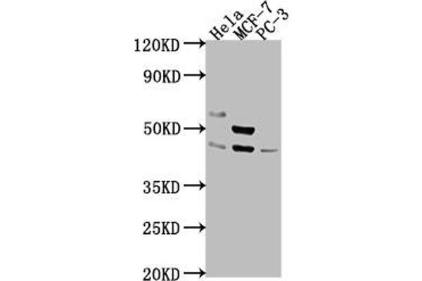 POU4F1 anticorps  (AA 258-419)