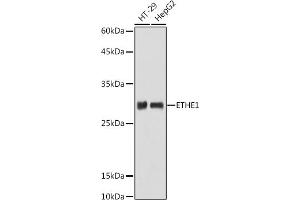 Western blot analysis of extracts of various cell lines, using ETHE1 antibody (ABIN6131616, ABIN6140319, ABIN6140320 and ABIN6214289) at 1:1000 dilution. (ETHE1 Antikörper  (AA 8-245))