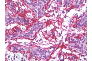 Anti-MFAP4 antibody IHC staining of human breast.