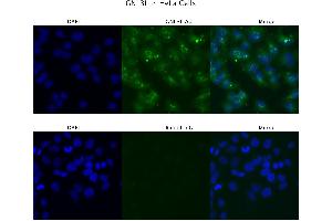 Sample Type : HeLa  Primary Antibody Dilution: 4 ug/ml  Secondary Antibody : Anti-rabbit Alexa 546  Secondary Antibody Dilution: 2 ug/ml  Gene Name : GNL3L (GNL3L Antikörper  (N-Term))