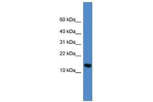 Western Blot showing UFM1 antibody used at a concentration of 1-2 ug/ml to detect its target protein.