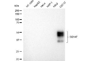 Western blotting analysis using CD147 antibody (ABIN7797738).