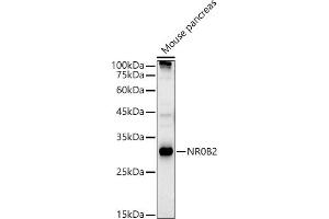 NR0B2 Antikörper  (AA 1-257)