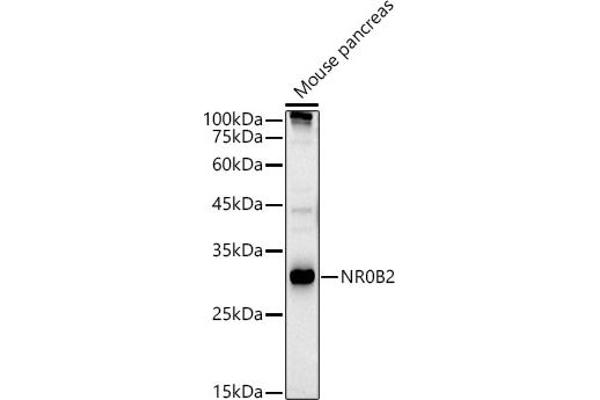 NR0B2 anticorps  (AA 1-257)