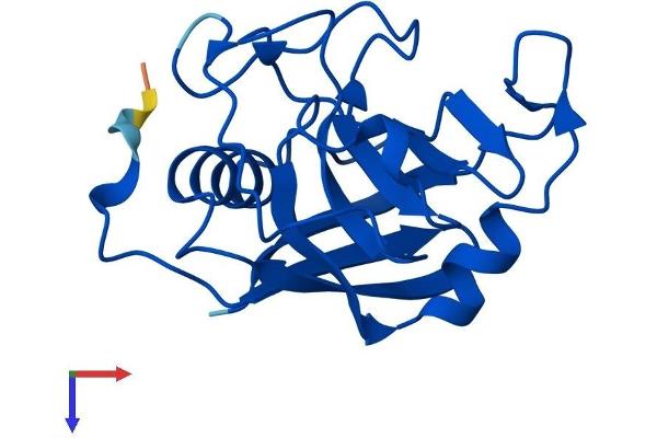 PPIL1 Protein (AA 1-166) (His tag)