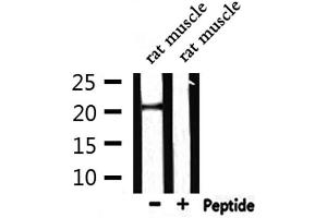 Western blot analysis of extracts from rat muscle, using CRH Antibody. (CRH Antikörper  (N-Term))