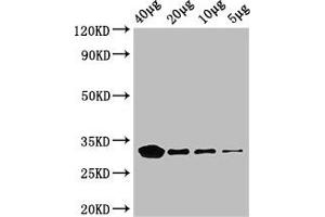 Western Blot Positive WB detected in: Rosseta bacteria lysate at 40 μg, 20 μg, 10 μg, 5 μg All lanes: eutC antibody, HRP conjugated at 0. (EUTC (AA 1-295) Antikörper (HRP))