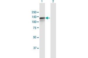 Western Blot analysis of PARG expression in transfected 293T cell line by PARG MaxPab polyclonal antibody. (PARG Antikörper  (AA 1-976))