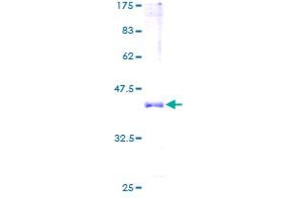 HBa2 Protein (AA 1-142) (GST tag)