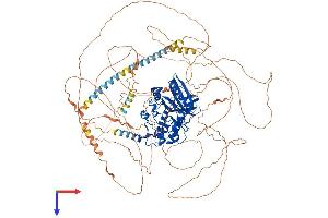 BMP2K Protein (AA 1-1161) (His tag)