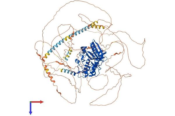 BMP2K Protein (AA 1-1161) (His tag)