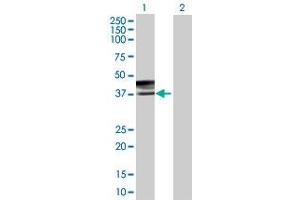 Western Blot analysis of CD207 expression in transfected 293T cell line by CD207 MaxPab polyclonal antibody. (CD207 Antikörper  (AA 1-328))
