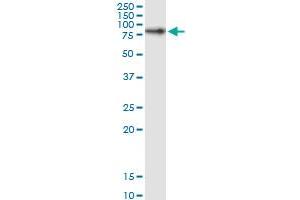 RPAP3 MaxPab rabbit polyclonal antibody. (RPAP3 Antikörper  (AA 1-631))