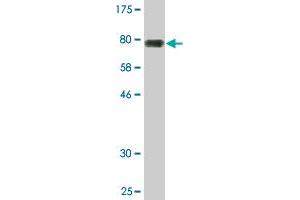 Western Blot detection against Immunogen (80. (NFIA Antikörper  (AA 1-498))