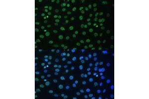 Immunofluorescence analysis of C6 cells using HNRNPD antibody (ABIN7267632) at dilution of 1:100. (HNRNPD/AUF1 Antikörper  (AA 1-306))