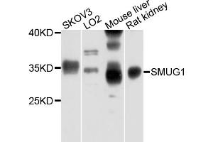 Western blot analysis of extracts of various cell lines, using SM μg1 antibody (ABIN6003862) at 1/1000 dilution. (SMUG1 Antikörper)