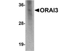 Western Blotting (WB) image for anti-ORAI Calcium Release-Activated Calcium Modulator 3 (ORAI3) antibody (ABIN1031801) (ORAI3 Antikörper)