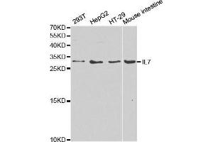 Western blot analysis of extracts of various cell lines, using IL7 antibody. (IL-7 Antikörper  (AA 26-177))