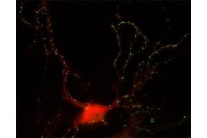 Indirect immunostaining of hippocampus neurons with anti-GABA-A receptor α3 (dilution 1 : 500; red) and mouse anti-Synapsin 1 (cat. (GABRA3 Antikörper  (AA 29-43))