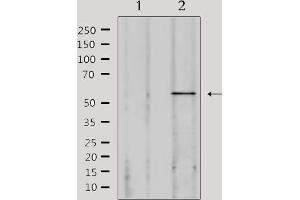 anti-Sperm Adhesion Molecule 1 (PH-20 Hyaluronidase, Zona Pellucida Binding) (SPAM1) (Internal Region) antibody