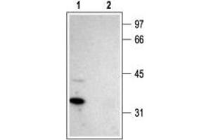 Western blot analysis of rat brain membranes: - 1.