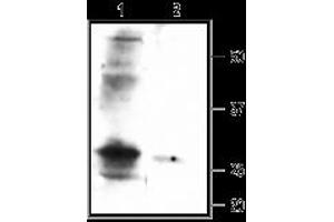 Western blot analysis of rat smooth muscle lysate:1.