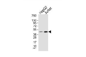 Western blot analysis of extracts from HepG2 cells (Lane 1) and Jurket cells (Lane 2), using Neutrophil Cytosol Factor 1 (Ab-304) Antibody. (NCF1 Antikörper)