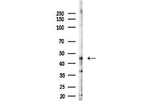anti-Membrane-Associated Ring Finger (C3HC4) 4, E3 Ubiquitin Protein Ligase (MARCH4) antibody