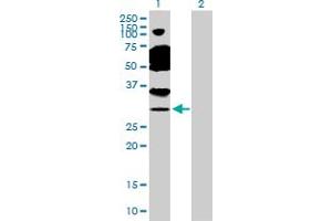 Western Blot analysis of TAF11 expression in transfected 293T cell line by TAF11 MaxPab polyclonal antibody.