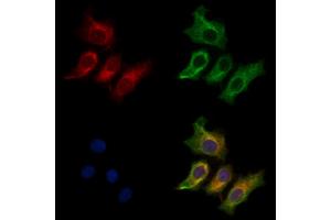 ABIN7094372 and ABIN7098419 staining HepG2 cells by IF/ICC.