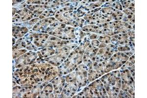 Immunohistochemical staining of paraffin-embedded pancreas tissue using anti-DNTTIP1 mouse monoclonal antibody. (DNTTIP1 Antikörper)