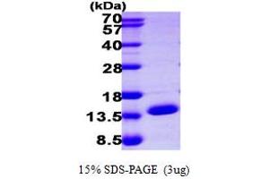 Enhancer of Rudimentary Homolog (ERH) (AA 1-104) protein (His tag)