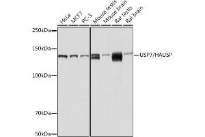 Western blot analysis of extracts of various cell lines, using USP7/HAUSP Rabbit mAb (ABIN7271168) at 1:1000 dilution. (USP7 Antikörper)