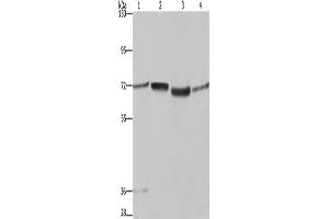 Western Blotting (WB) image for anti-Synapsin I (SYN1) antibody (ABIN2433198) (SYN1 Antikörper)