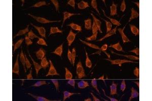 Immunofluorescence analysis of L929 cells using NDUFA4L2 Polyclonal Antibody at dilution of 1:100. (NDUFA4L2 Antikörper)